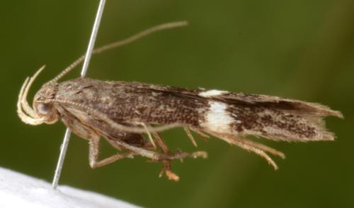 Aproaerema larseniella